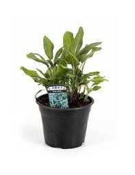 Image result for Salvie