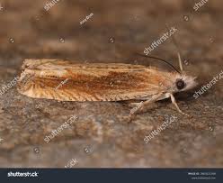 Attēlu rezultāti vaicājumam “Eucosma aspidiscana”