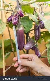 Afbeeldingsresultaat voor slim jim eggplant