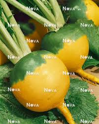 Attēlu rezultāti vaicājumam “Brassica napus fruit”