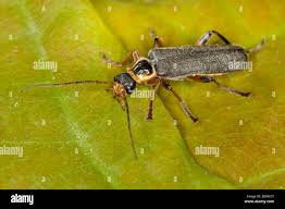 Attēlu rezultāti vaicājumam “Cantharis nigricans”