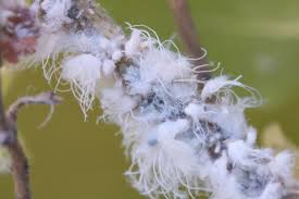 Attēlu rezultāti vaicājumam “Prociphilus xylostei”