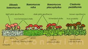 Attēlu rezultāti vaicājumam “Dibaeis baeomyces”