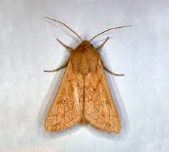 Attēlu rezultāti vaicājumam “Paratalanta hyalinalis”