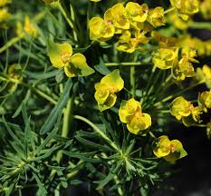 Attēlu rezultāti vaicājumam “Euphorbia cyparissias”