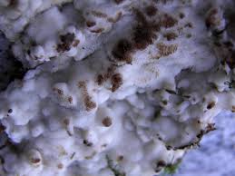 Attēlu rezultāti vaicājumam “Physisporinus sanguinolentus”