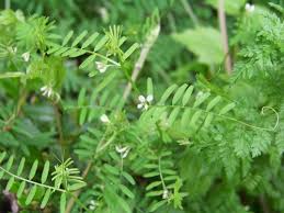Attēlu rezultāti vaicājumam “Vicia hirsuta bud”
