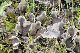 Attēlu rezultāti vaicājumam “Peltigera canina”