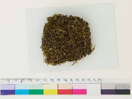 Attēlu rezultāti vaicājumam “Barbilophozia kunzeana”