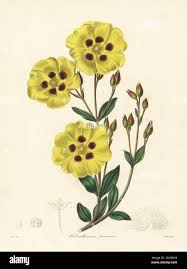 Attēlu rezultāti vaicājumam “Helianthemum x hybridum flower”