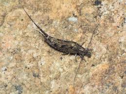 Attēlu rezultāti vaicājumam “Machilidae”