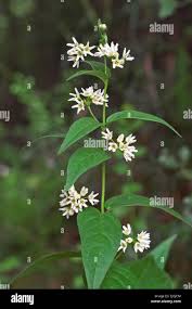 Attēlu rezultāti vaicājumam “Vincetoxicum hirundinaria fruit”