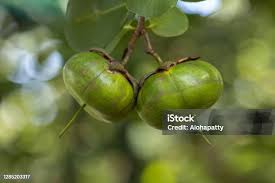 Attēlu rezultāti vaicājumam “Listera ovata fruit”