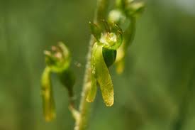 Attēlu rezultāti vaicājumam “Listera ovata flower”