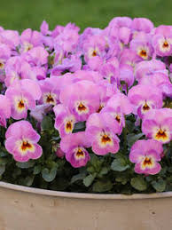 Image result for Hornveilchen