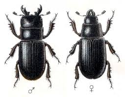 Attēlu rezultāti vaicājumam “Ceruchus chrysomelinus imago”