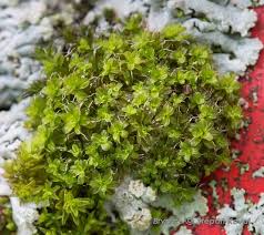 Attēlu rezultāti vaicājumam “Syntrichia virescens”