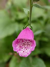 Attēlu rezultāti vaicājumam “Plantaginaceae”