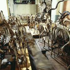 Attēlu rezultāti vaicājumam “Artiodactyla”