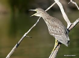 Image result for Nycticorax nycticorax