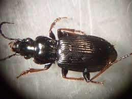 Attēlu rezultāti vaicājumam “Pterostichus oblongopunctatus”