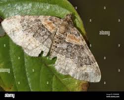 Attēlu rezultāti vaicājumam “Xanthorhoe ferrugata”