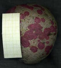 Attēlu rezultāti vaicājumam “Hildenbrandia rivularis”