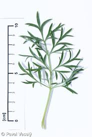 Attēlu rezultāti vaicājumam “Pulsatilla pratensis fruit”