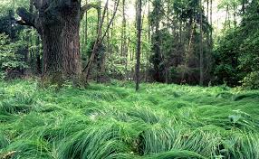 Attēlu rezultāti vaicājumam “Poa nemoralis”