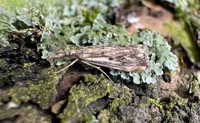 Attēlu rezultāti vaicājumam “Catoptria falsella”