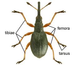Attēlu rezultāti vaicājumam “Protapion sp.”
