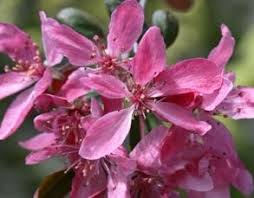 Attēlu rezultāti vaicājumam “Malus purpurea”