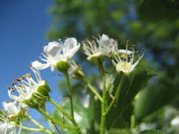 Attēlu rezultāti vaicājumam “Crataegus macracantha flower”