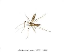 Attēlu rezultāti vaicājumam “Epiphragma ocellare”