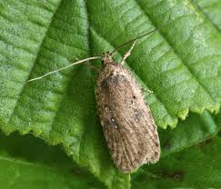Attēlu rezultāti vaicājumam “Agonopterix heracliana”