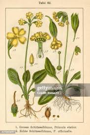 Image result for Primula elatior