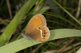 Attēlu rezultāti vaicājumam “Coenonympha hero underside”