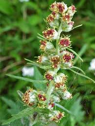 Image result for Artemisia vulgaris