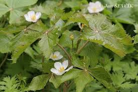 Attēlu rezultāti vaicājumam “Podophyllum hexandrum”