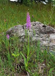Attēlu rezultāti vaicājumam “Gymnadenia conopsea leaf”