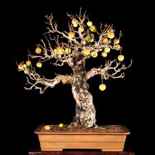 Attēlu rezultāti vaicājumam “Malus x zumi fruit”