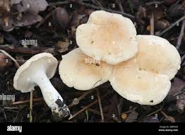 Attēlu rezultāti vaicājumam “Hydnum repandum”