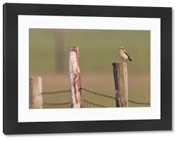 Attēlu rezultāti vaicājumam “Oenanthe oenanthe male”