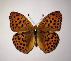Attēlu rezultāti vaicājumam “Argynnis laodice male”