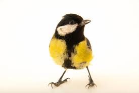 Attēlu rezultāti vaicājumam “Parus major”