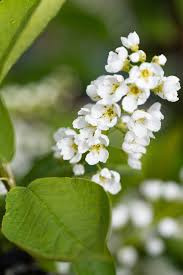 Attēlu rezultāti vaicājumam “Prunus padus var. roseiflora flower”