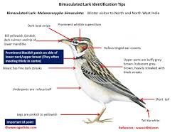 Image result for Melanocorypha bimaculata
