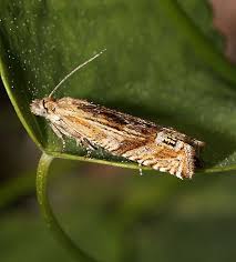 Attēlu rezultāti vaicājumam “Eucosma aspidiscana”