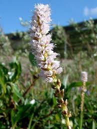 Attēlu rezultāti vaicājumam “Bistorta vivipara flower”