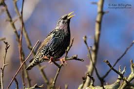 Attēlu rezultāti vaicājumam “Sturnus vulgaris”